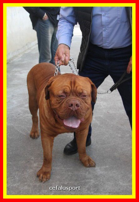 180311 mostra_canina 205.jpg